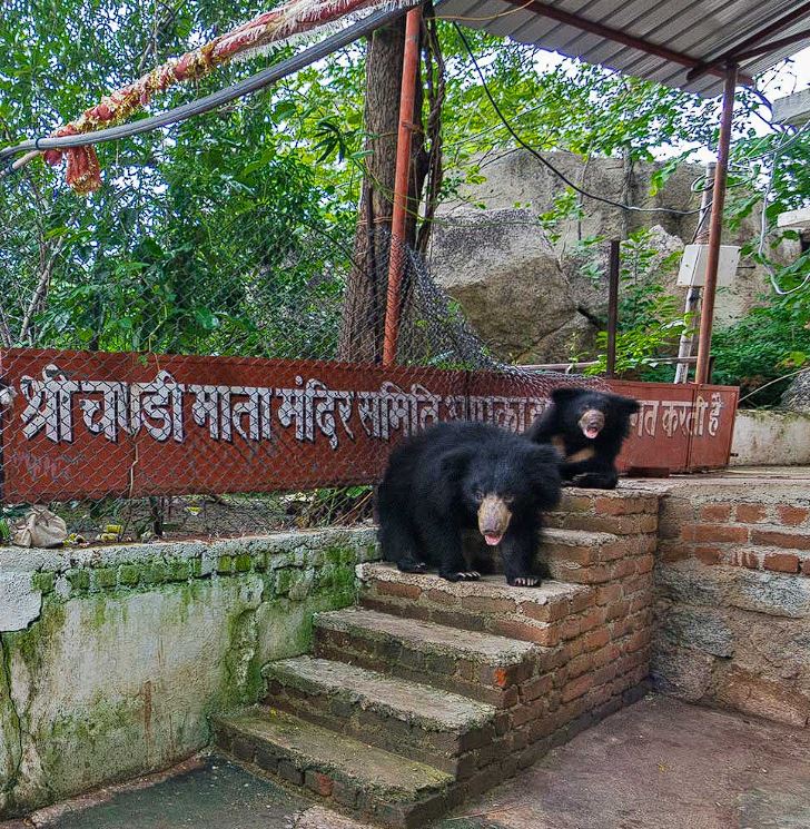 आरती के समय भालू