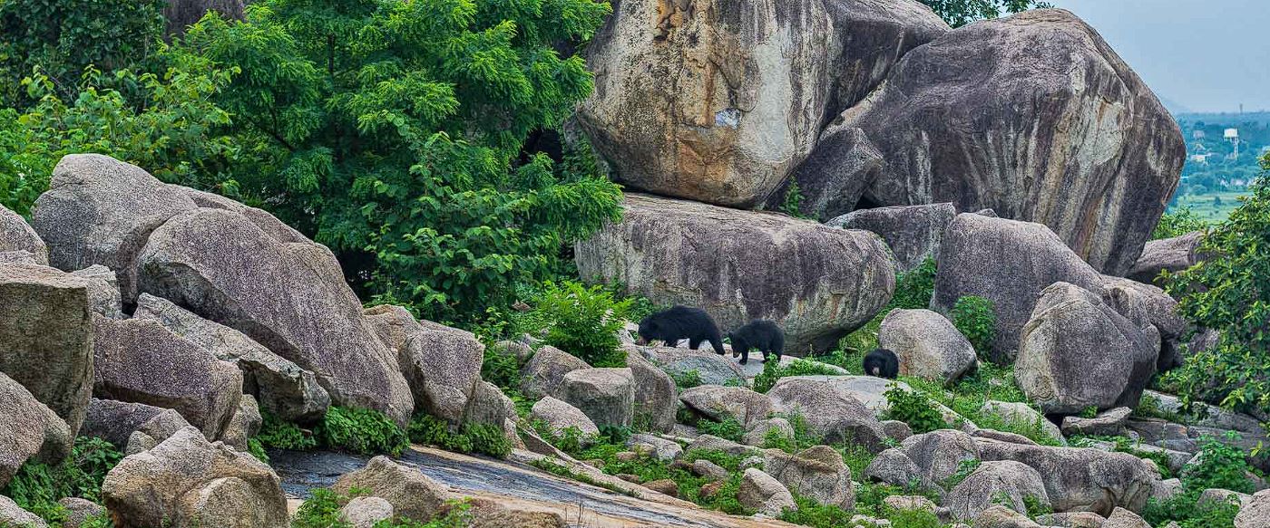 प्रसाद लेता भालू