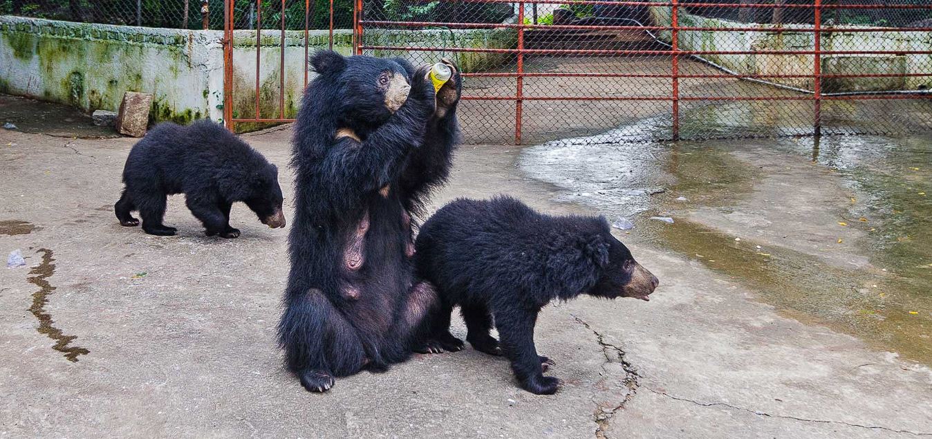 माता के सामने भालू