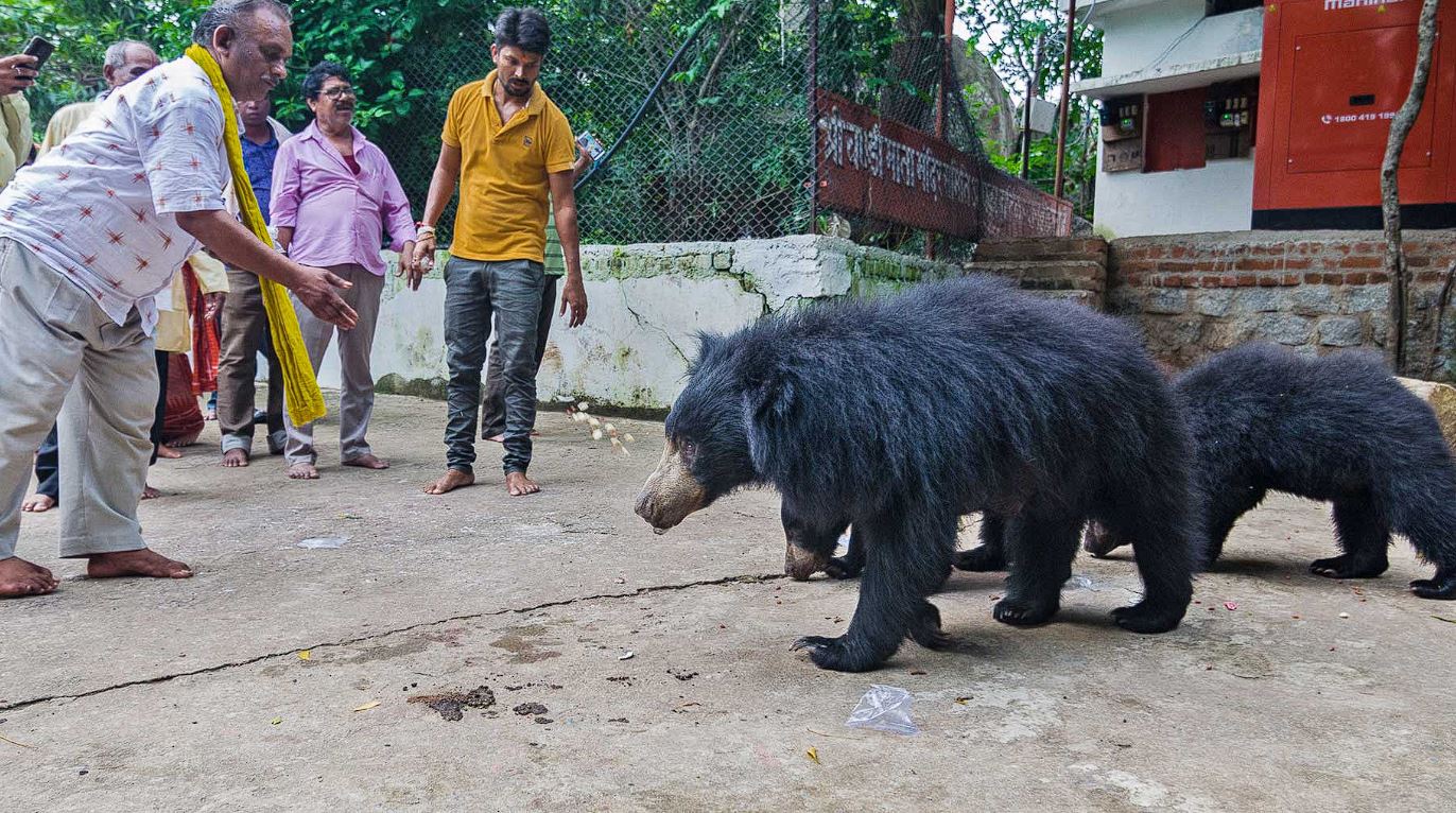 भालू का विदा होना