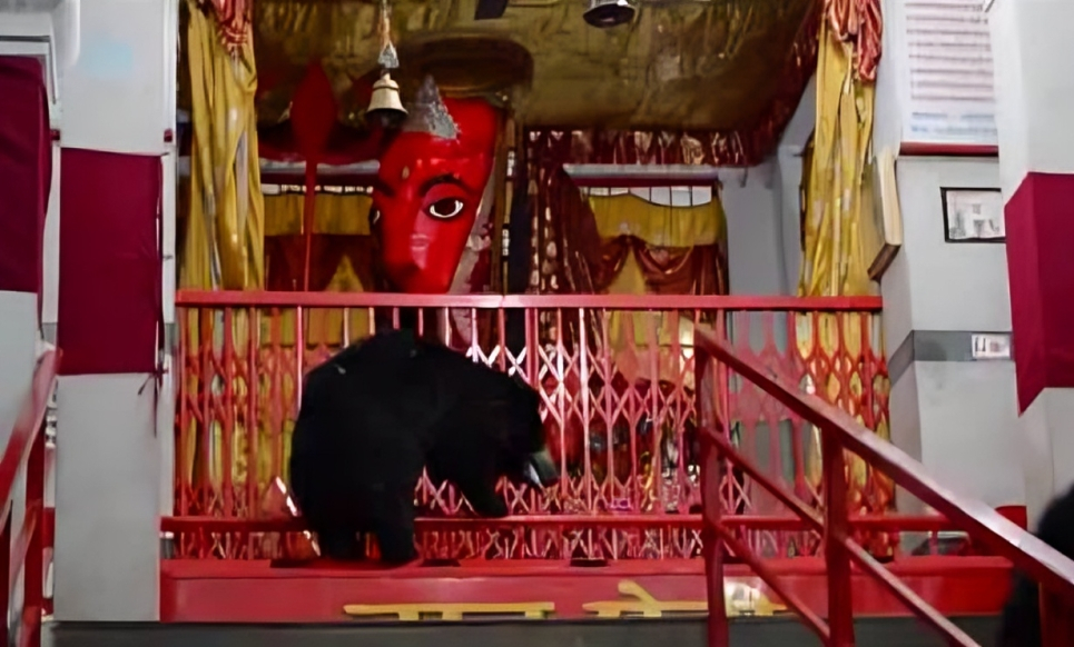चंडी माता मंदिर में भालू